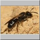Lasioglossum quadrinotatulum - Furchenbiene 01c 7mm Sandgrube Niedringhaussee det.jpg